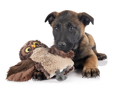 演播室里的小小狗麦芽棕色宠物牧羊犬玩具工作室警犬动物背景图片