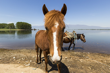 马看着湖前的摄像头图片