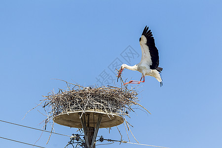 白鹳在电线杆蓝天的巢中 Ciconi雏鸟季节迁移生物学生态羽毛翅膀荒野花园天空图片