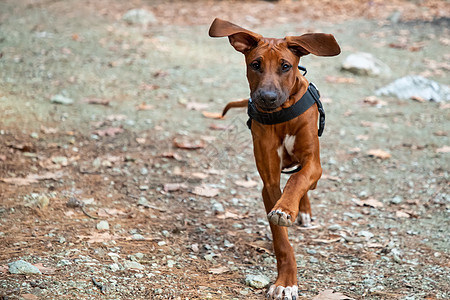 罗得西亚山脊背狗的肖像幸福小狗童年乐趣犬类宠物孩子棕色友谊舌头图片
