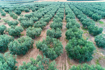 希腊Chalkidiki的一个田野的橄榄收获企业采摘饮食健康营养生产种植园食物植物群季节图片