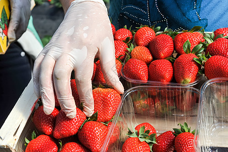 农耕工人采摘和包装草莓生产农场水果大赦培育植物国籍企业农业改革图片
