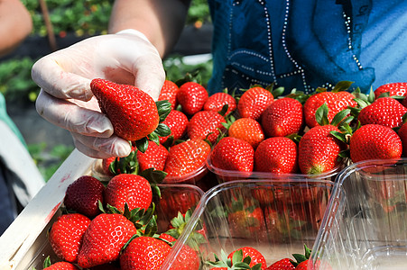 农耕工人采摘和包装草莓水果员工农场食物企业劳动者政策收获公民工作图片