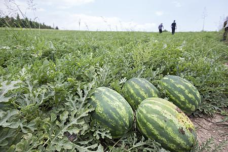 夏天带大量成熟西瓜的甜瓜田风光土地采摘食物水果种植者收成场景爬行者种植园图片