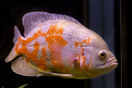 水族馆中丰富多彩的热带鱼类海洋生物动物学野生动物热带鱼生活海浪藻类尾巴海滩盐水图片