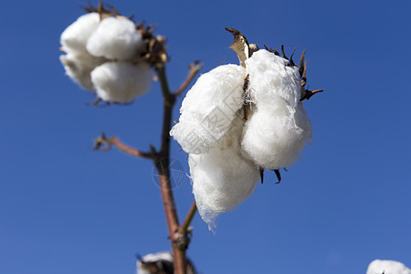泡芙白棉田 棉花成熟 准备收割生长蓝色天空环境纺织品过敏材料场地纤维种子背景