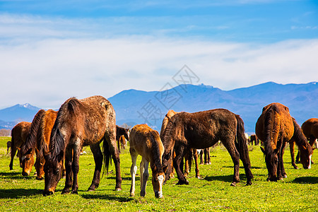 在希腊北部斯特里蒙河旁边放牧的马匹动物库存家畜野生动物牧场高地爬坡哺乳动物阳光场地图片