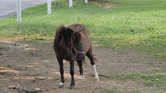 在阿米什田玩和放牧的马 小马和小型小马细绳行会婴儿肥料鬃毛哺乳动物奶油头发农场孩子图片