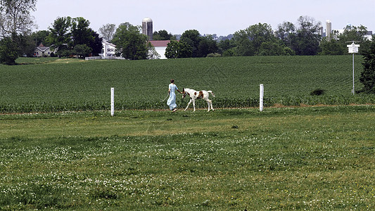 一名阿米什女孩教一匹新年轻绘画马去跑步细绳动物稻草奶油头发牧场教学农场学习孩子图片