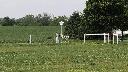 一名阿米什女孩教一匹新年轻绘画马去跑步教学马匹动物缩影农场行会细绳栅栏奶油婴儿图片