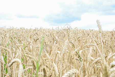 小麦田小麦面包晴天种子粮食地平线农村稻草日落食物图片