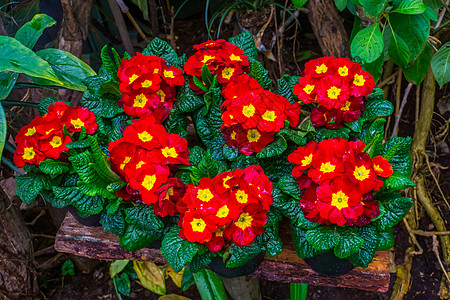 盆栽红黄相间的报春花 花朵五颜六色 来自美国的外来植物图片