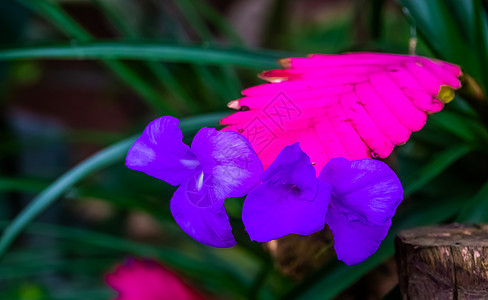 来自美洲的热带植物 维里海电厂叶叶子和花朵的大型闭合图片