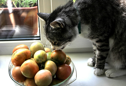 灰猫嗅青番茄花园盘子蔬菜服务眼睛哺乳动物窗户绘画园艺捕食者图片