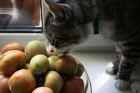 灰猫嗅青番茄虎斑捕食者鼻子园艺眼睛蜡烛小猫蔬菜哺乳动物盘子图片