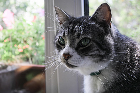 窗口背景上的猫小猫窗台眼睛哺乳动物窗户头发宠物虎斑黑色猫咪图片