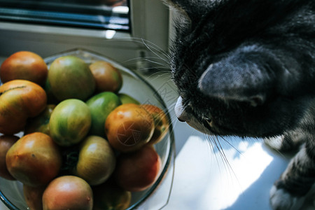 灰猫嗅青番茄眼睛捕食者蜡烛园艺花园服务绘画毛皮窗帘哺乳动物图片