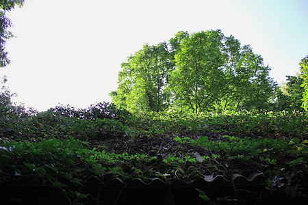 原被覆盖的屋顶已经满是植物奢华古董屋顶旅行藤蔓平房院子村庄财产植被图片