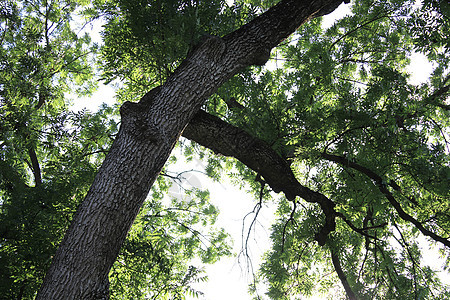 天空背景上的树冠树枝公园木头环境日志生长蓝色树干植物群太阳图片