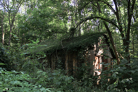 森林中被遗弃的房屋蓝色国家叶子住宅窗户乡村藤蔓小屋建筑房子图片