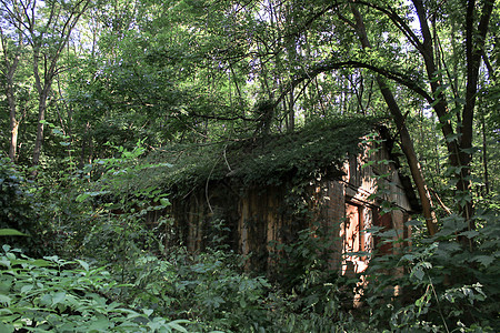 森林中被遗弃的房屋天空木头大厦日志森林蓝色建筑住宅叶子国家图片