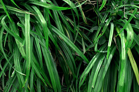 绿草特写环境刀刃草地季节宏观场地植物群牧场潮湿背景图片