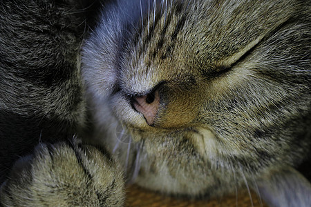 睡着的红猫关上门小憩毯子柔软度头发地面睡眠猫科宠物猫咪婴儿图片