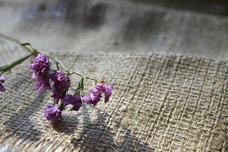浸泡材料上干枯的鲜花构造木头帆布浪漫框架织物照片边界玫瑰花束图片