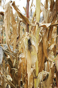 田里有干玉米叶子场地棒子收获流苏农田植物季节麦田阳光背景图片