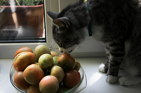 灰猫嗅青番茄捕食者盘子小猫绘画宠物眼睛花园园艺生日窗帘图片