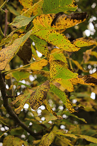 干黄色胡桃树叶树枝雨滴收成植物叶子核桃森林季节橙子图片