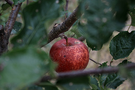 红成熟的苹果挂在树枝上植物食物季节农业健康饮食农场收成天空花园收获图片
