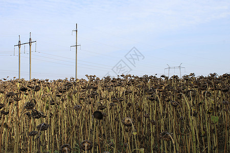 天空背景的干向日葵田种子植物收成花瓣农业粮食阳光蓝色食物收获图片