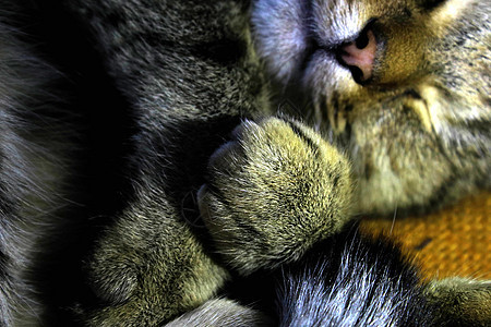 睡着的红猫关上门宠物睡眠姿势毯子毛皮地面动物柔软度猫咪休息图片