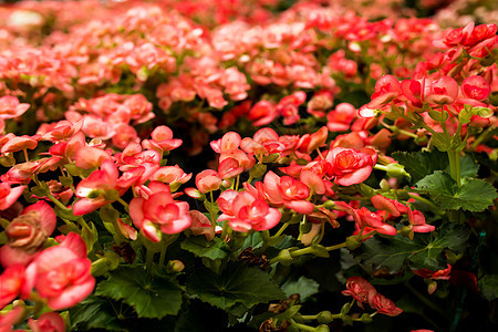 红花花绿色花园红色植物植物群公园背景图片