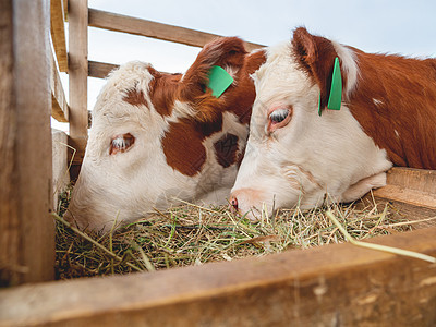 两只小牛在吃干草 特别为牛准备干草动物外壳养牛家园食物牧场哺乳动物农场耳朵标签图片