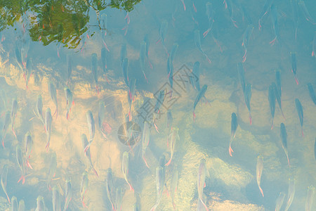 池塘中丰富的天然鱼 坎查Kwai河的河流鱼图片