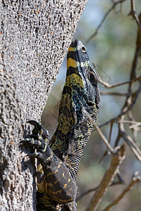 戈安娜蜥蜴爬树图片