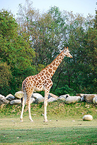 意大利公园里的长颈鹿旅游风景野生动物荒野反刍动物哺乳动物脖子动物园食草长颈图片