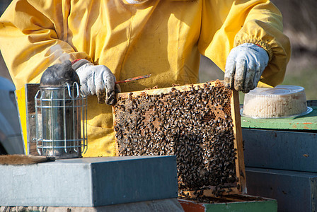 养蜜蜂的养蜂人果园蜂巢框架动物花蜜蜂蜜蜂窝育雏殖民地蜂场图片