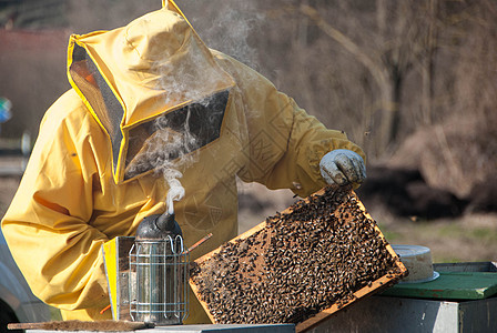 养蜜蜂的养蜂人动物育雏花朵蜂蜡蜂窝蜂巢花蜜蜂蜜蜂房麻疹图片