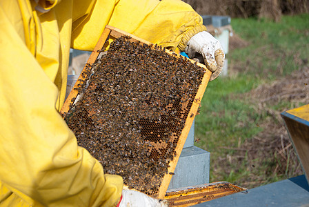 养蜜蜂的养蜂人细胞蜂蜜果园环境花蜜框架麻疹养蜂业蜂房生物图片