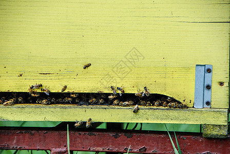 蜂蜜蜂在蜂巢入口处细胞蜂窝蜂箱蜂蜜环境养蜂业殖民地养蜂人生物昆虫图片