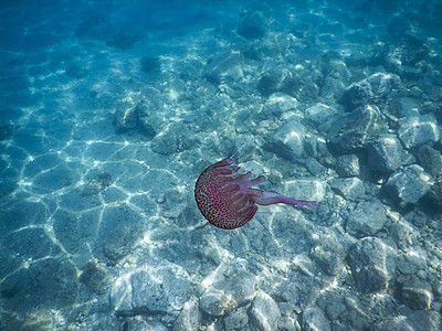 意大利利古里海的粉红水母游泳气候主题蓝色海上生活生物粉色假期热带潜水图片