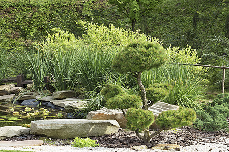 在日本石园的松树和松树遗产绿色叶子花园公共公园小径池塘人行道传统公园图片