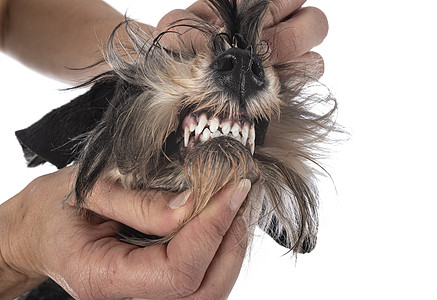演播室中迷你Schnautzer的牙齿工作室宠物猎犬鞑靼白色小狗黑色兽医动物图片