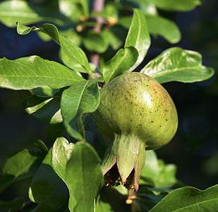 青浅绿树上的绿色石榴水果宏观分支机构来源叶子食物农业坚果花园树木生长图片