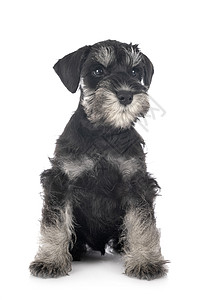 演播室中的微型Schnauser白色宠物工作室小狗猎犬黑色动物图片
