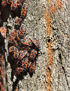 树皮上有森林蟑螂阳光胡子冒险害虫植物木材爪子野生动物跑步小路图片