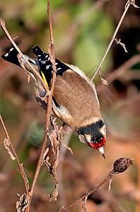 Goldfinch 卡迪埃尔斯卡迪埃利斯栖息倒挂图片